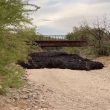 ¿Qué diablos es este río de lodo negro que se abre paso en Arizona?