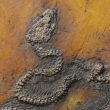 Descubren el fósil de pitón más antiguo del mundo en Europa