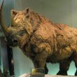 Rinoceronte lanudo increíblemente conservado es hallado en Siberia al derretirse el permafrost