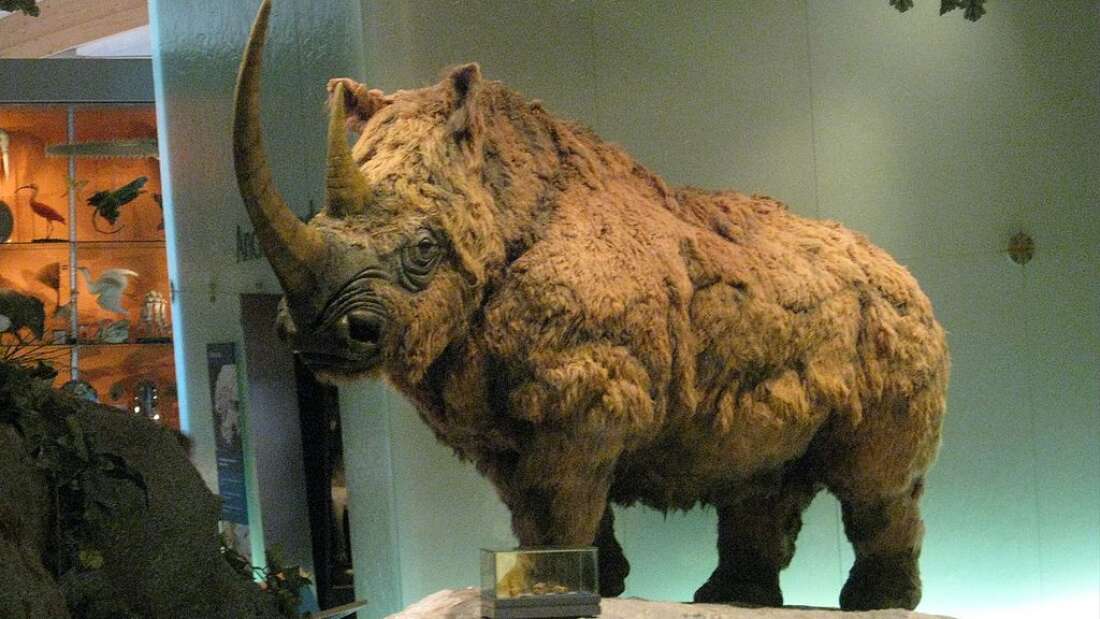 Rinoceronte lanudo increíblemente conservado es hallado en Siberia al derretirse el permafrost
