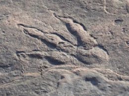 Huella de dinosaurio de 220 millones de años es hallada por niña de 4 años