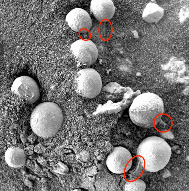 Investigadores creen que estas pequeñas estructuras son hongos en Marte. Fotografía por Opportunity. Poseen aproximadamente de 3-8 mm de tamaño parecido a los bejines terrestres (Basidiomycota) y que desprenden un material blanco similar a las esporas.