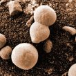 Científicos están convencidos de haber hallado hongos creciendo en Marte en fotos de NASA