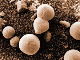 Científicos están convencidos de haber hallado hongos creciendo en Marte en fotos de NASA