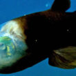 Encuentran un raro pez de aguas profundas con la cabeza "transparente"