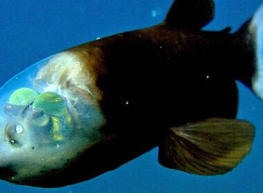 Encuentran un raro pez de aguas profundas con la cabeza "transparente"